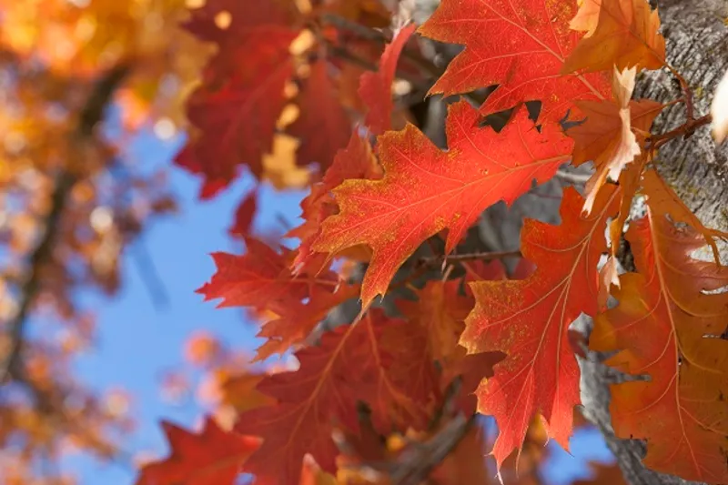 Törggelewochen – Herbstliche Genüsse & Südtiroler Tradition